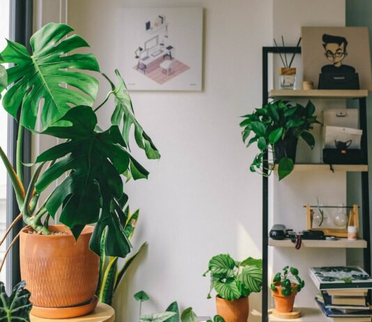 여름철 적정 실내 온도 유지법 green potted plant on brown wooden table