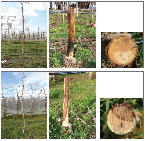 산불 피해 과일나무, 손상 정도 확인 후 생육 관리해야