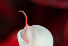 “생리 전에 너무 붓고 예민해져요”… 호르몬이 흔들 때 필요한 루틴은 따로 있다 white flower in red background