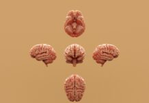 뇌 건강 지키고 치매 예방하는 생활 습관 7가지 Various perspectives of a human brain are displayed.