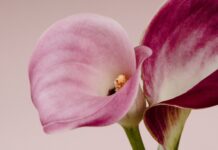 변화하는 여성 건강관리, 작지만 확실한 실천이 열쇠 Two pink and purple calla lilies against a light background