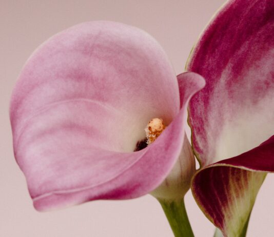 변화하는 여성 건강관리, 작지만 확실한 실천이 열쇠 Two pink and purple calla lilies against a light background