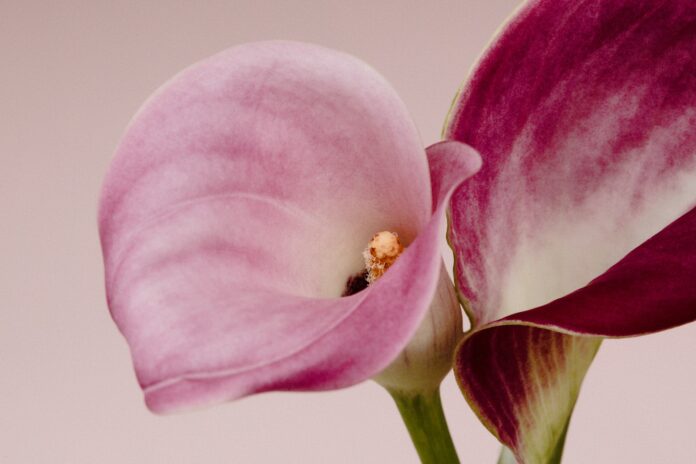 Two pink and purple calla lilies against a light background